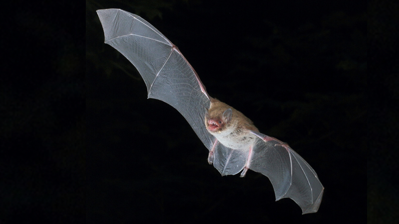 Daubenton's bat (Myotis daubentonii) echolocating in flight. CREDIT: Jens Rydell (CC-BY 4.0, https://creativecommons.org/licenses/by/4.0/)