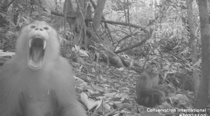 A southern pig-tailed macaque makes its feelings known to a camera trap in one of millions of photos analyzed for a new study led by a Rice University visiting student. The study found striking similarities in how rainforest animals across the world spend their days. CREDIT: Courtesy of Lydia Beaudrot/Conservation International