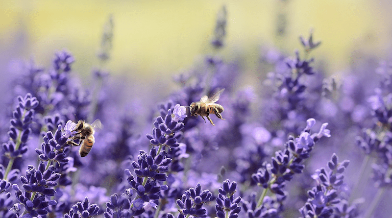 Lavenders Bees Pollinate Pollination Winged Insects