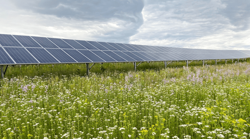 Pollinator habitat established at a solar facility in Minnesota. This study would work to better understand how these solar development designs influence soil carbon sequestration and other soil-related ecosystem services. CREDIT: (Image by Argonne National Laboratory.)