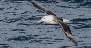 Albatross Sea Bird The Beagle Channel