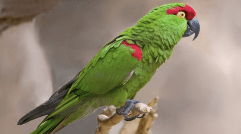 A thick-billed parrot CREDIT: U.S. Fish and Wildlife Service.