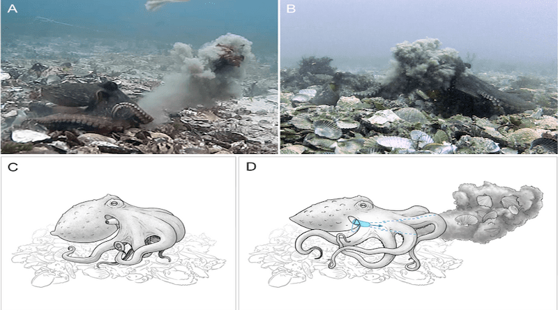 Panel A — Octopus (left) projects silt and kelp through the water; B – an octopus (right) is hit by a cloud of silt projected through the water by a throwing octopus; C – shells, silt, algae or some mixture is held in the arms preparatory to the throw, mantle is inflated preparatory to ventilation during the throw, siphon at this stage may still be visible in its usual position projecting from the gill slit above the arm crown; D – siphon is brought down over rear arm and under the web and arm crown between the rear arm pair (arms R4 and L4), and water is forcibly expelled through the siphon, with contraction of the mantle, as held debris is released, projecting debris through the water column. Illustrations by Rebecca Gelernter. CREDIT: Godfrey-Smith et al., 2022, PLOS ONE, CC-BY 4.0