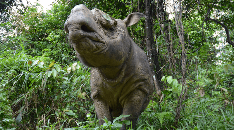 Sumatran rhino Kertam on the island of Borneo. CREDIT: Ben Jastram, Leibniz-IZW