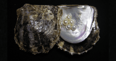 Pearls within a pearl oyster shell. Pearl oysters are important products in Japan, as they produce beautiful pearls that are sought after for necklaces, earrings, and rings. CREDIT: K. MIKIMOTO & CO., LTD, Pearl Research Institute