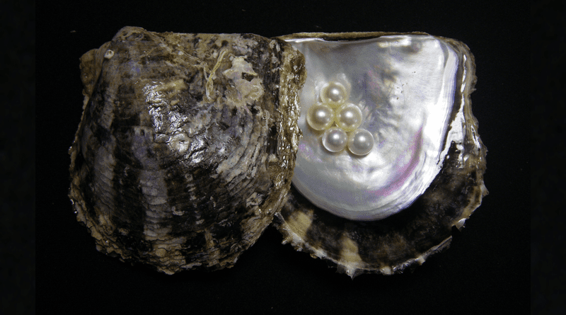 Pearls within a pearl oyster shell. Pearl oysters are important products in Japan, as they produce beautiful pearls that are sought after for necklaces, earrings, and rings. CREDIT: K. MIKIMOTO & CO., LTD, Pearl Research Institute