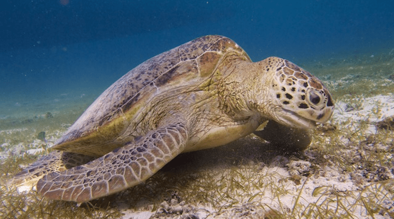 Grazing sea turtle - photo Marjolijn Christianen
