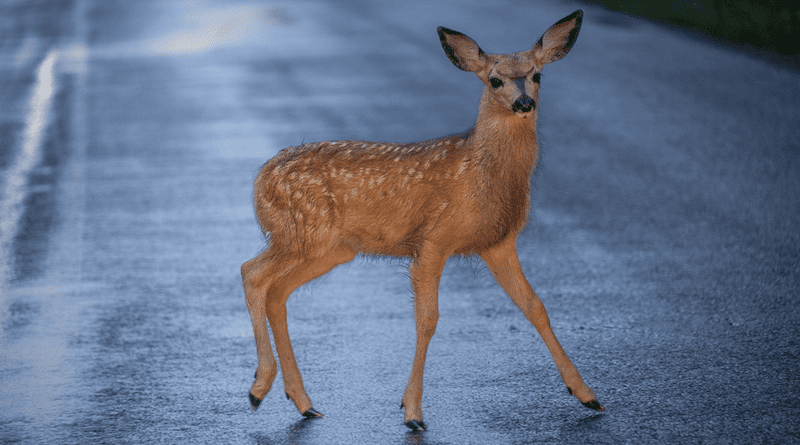 Animal Deer Mammal Road Street Wildlife Species
