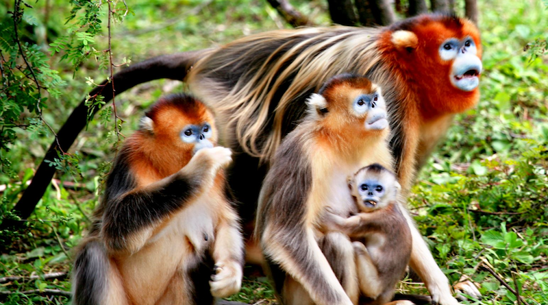 Shennongjia National Nature Reserve protects the largest primary forests remaining in Central China and provides habitat for many rare animal species, including the golden snub-nosed monkey. CREDIT: JIANG Yong