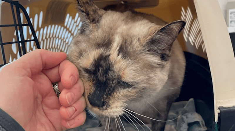 A soft hand is extended by this veterinary team member to invite the cat to initiate contact. This is a more cat friendly and respectful approach than immediately picking up and restraining the patient. CREDIT: Ellen Carozza LVT, VTS (CP-Feline)
