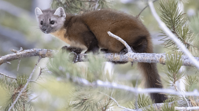 A new study finds the microbial ecosystem in the guts of wild marten (Martes americana) that live in relatively pristine natural habitat -- like the one pictured here -- is distinct from the gut microbiome of wild marten that live in areas that are more heavily impacted by human activity. The finding highlights an emerging tool that will allow researchers and wildlife managers to assess the health of wild ecosystems. CREDIT: Rylee Jensen