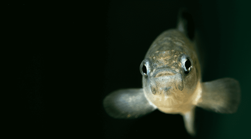 A curious, captive-raised Devils Hole pupfish at the Ash Meadows Fish Conservation Facility in Nevada. The facility maintains a refuge population of pupfish as a backup to the wild population, which fluctuates over decades and once dipped to a mere 35 individuals. CREDIT: Olin Feuerbacher/USFWS