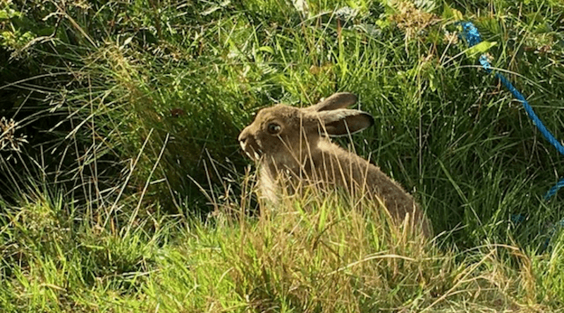 A heath hare in summer pelage © C.-G. Thulin.