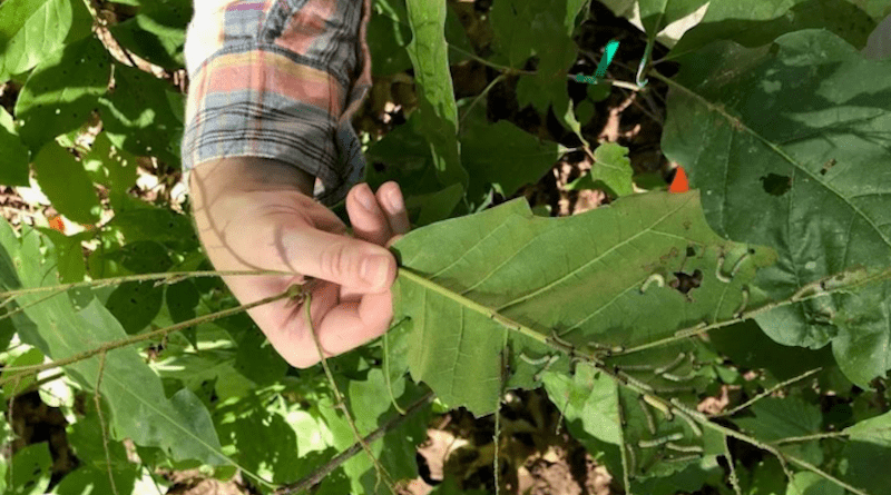 Where bats are excluded, young tree seedlings are munched by three times more caterpillars and other insects, according to new research from the University of Illinois. CREDIT: Elizabeth Bielke, University of Illinois