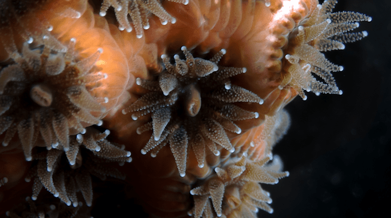 Microscope image of symbiotic A. poculata coral with polyps extended and microalgae. CREDIT: Alicia Schickle, Roger Williams University