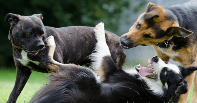 Humans are generally good at assessing social situations in dogs, but we underestimate aggression CREDIT: Image by Katrin B. from Pixabay