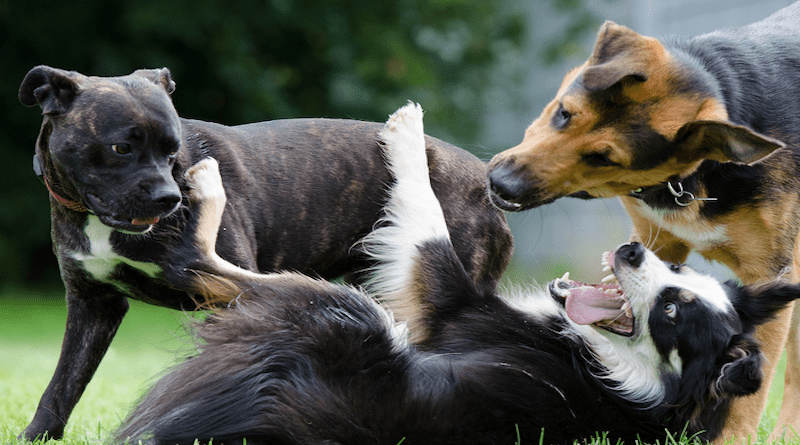 Humans are generally good at assessing social situations in dogs, but we underestimate aggression CREDIT: Image by Katrin B. from Pixabay