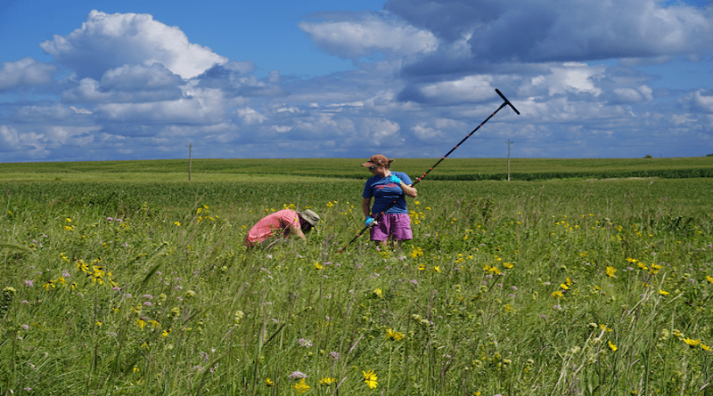 Caroline Quarrier (r) and Brendon Quirk preparing to extract a soil sample from Stinson Prairie, Iowa. CREDIT: Isaac Larsen