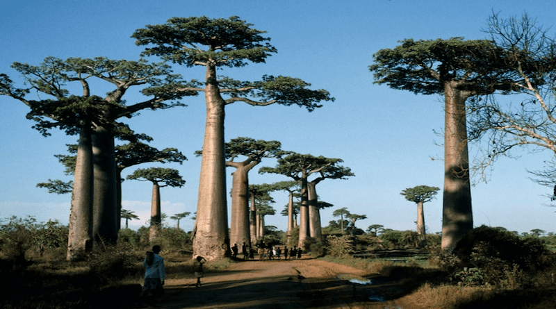 Baobab Avenue in western Madagascar is one of the most famous attractions on the island, which is home to endemic baobab species CREDIT: Tobias Andermann