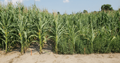 Waterhemp can drastically reduce corn and soy yields, as seen on the right in a corn field in Essex County. CREDIT: Julia Kreiner, University of British Columbia.
