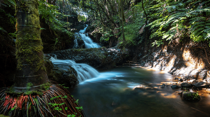 Freshwater stream in Hilo, Hawai‘i. CREDIT: Pascal Debrunner via Unsplash.