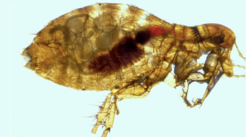 Oropsylla montana (a ground squirrel flea) infected and blocked with Yersinia pestis. Image Credit: Mitchell et al, CC-BY 4.0, https://creativecommons.org/licenses/by/4.0/)