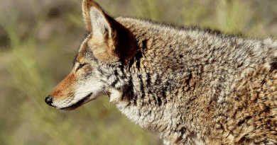 Animal Coyote America Carnivorous Savage Nature