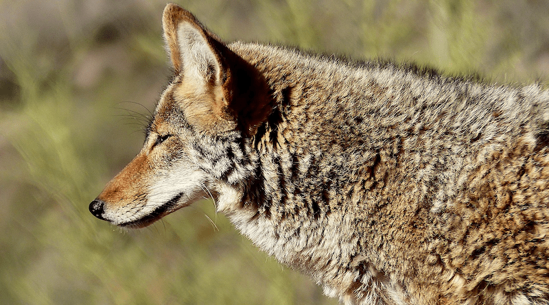 Animal Coyote America Carnivorous Savage Nature