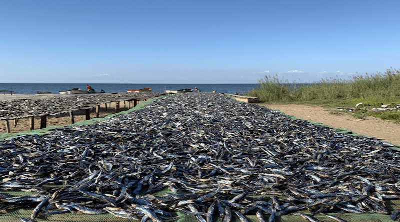 Drying usipa in Nkhotakota, Malawi. This traditional processing method preserves the fish for two to three months. CREDIT: Emma Rice, Michigan State University Center for Systems Integration and Sustainability