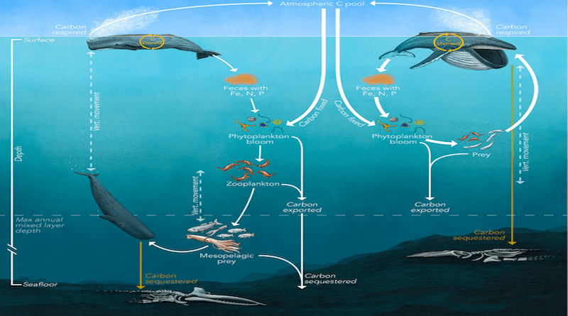 Great whales’ direct and indirect nutrient and carbon cycling pathways CREDIT: Trends in Ecology & Evolution/Pearson