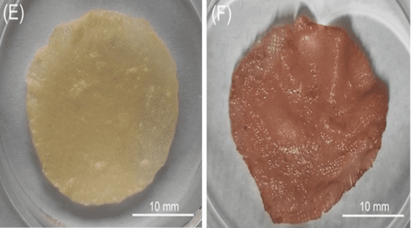 Appearances of cultured meat models without and with treatment of natural food colouring (beet) CREDIT: Jie Sun (Xi'an Jiaotong-Liverpool University)