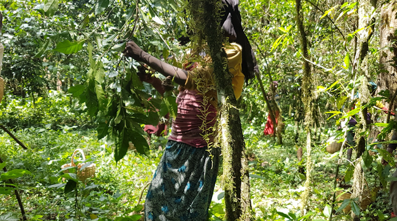 Studying the extent of child labour use in coffee berry picking and guarding of food crops from forest-dwelling mammals in the region, the research team has gained new insights into the educational consequences of forest cover maintenance and coffee production. CREDIT: Tola Gemechu Ango