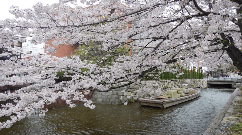 Cherry Blossoms in Kyoto, Japan CREDIT: rurinoshima; https://www.flickr.com/photos/rurinoshima/16498769573/