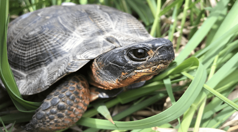 Maine wood turtle (Glyptemys insculpta) CREDIT: Center for Wildlife Studies