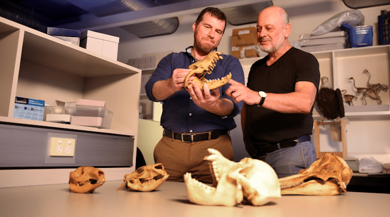 Professor Kris Helgen (left) and Professor Tim Flannery with examples of modern mammal skulls on display at the Australian Museum following the publication of a recent scientific paper and the local discovery of an early mammalian jaw bone prompting the Scientist's to posit a theory of mammals migrating out from the Southern Hemisphere. Sydney, December 13, 2022. CREDIT: Photograph by James Alcock / Australian Museum.
