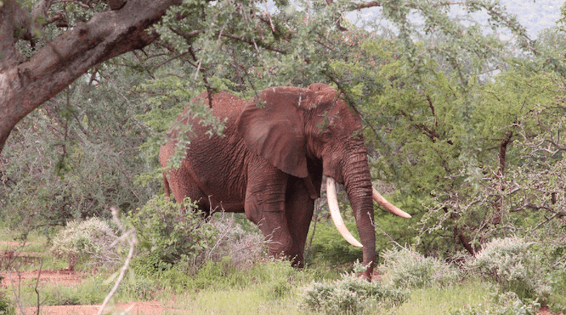 Sagalla, a male elephant in his 40’s, with a fitted GPS-Collar foraging in the wildly-vegetated area of Sagalla, Taita-Taveta county. Photo: Ewan Brennan/Save the Elephants.