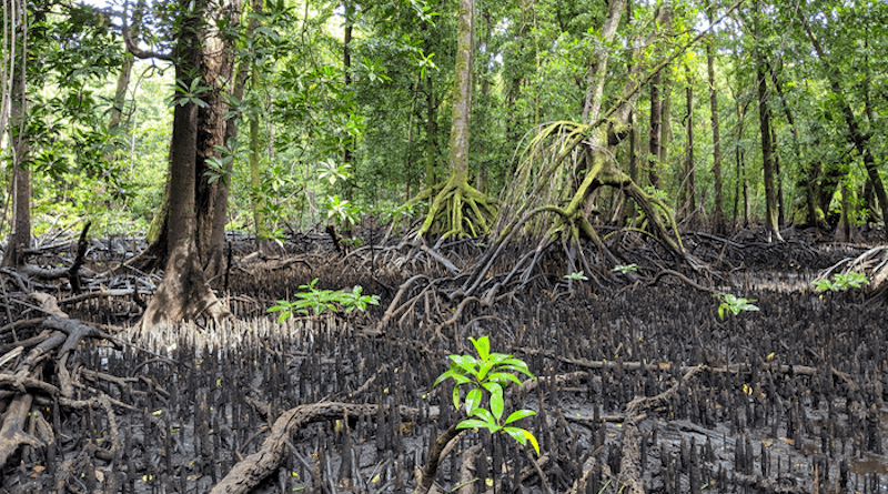 A mangrove forest on the island of Kosrae, Federated States of Micronesia. These mangrove forests have been growing on the coastline of Kosrae for at least 5,000 years, keeping pace with rising sea level CREDIT: Juliet Sefton