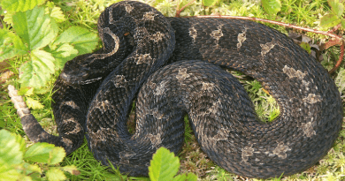 Eastern massasauga rattlesnake. Photo Credit: James Chiucchi/OBCP, USFWSmidwest, Wikimedia Commons