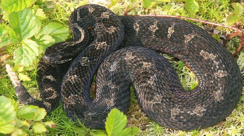 Eastern massasauga rattlesnake. Photo Credit: James Chiucchi/OBCP, USFWSmidwest, Wikimedia Commons