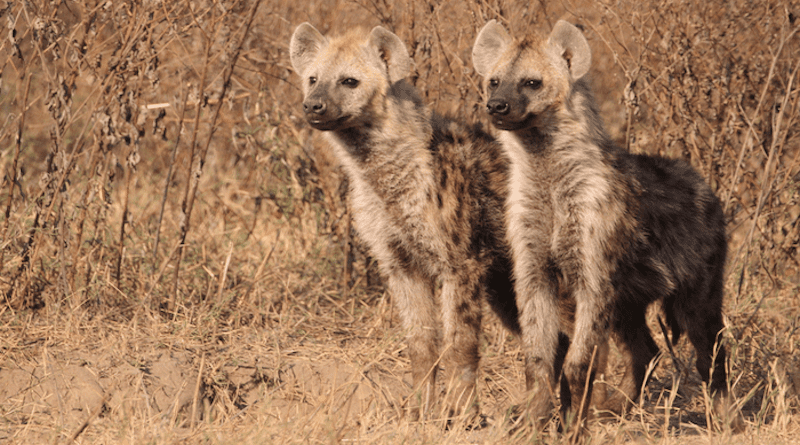 Young spotted hyena twin brothers in Ngorongoro Crater. They will likely join the same clan to breed. CREDIT: Hoener OP/Leibniz-IZW