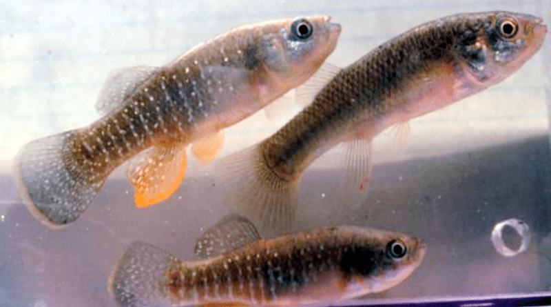 The mummichog, or Atlantic killifish, which occurs along the Atlantic coast, from Florida to Canada. CREDIT: NOAA