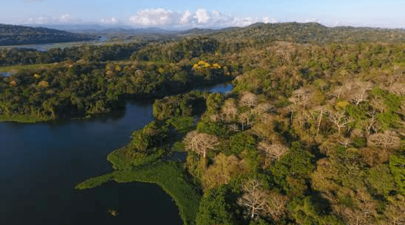 An aerial view of regenerating secondary tropical forest in the Barro Colorado Nature Monument, Panama. Credit: Christian Ziegler, Max Planck Institute of Animal Behavior