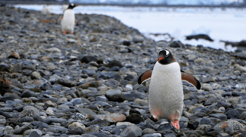 Gentoo penguin walking at Yankee Harbour, Antarctic Peninsula CREDIT: Jasmine Lee (CC-BY 4.0, https://creativecommons.org/licenses/by/4.0/)