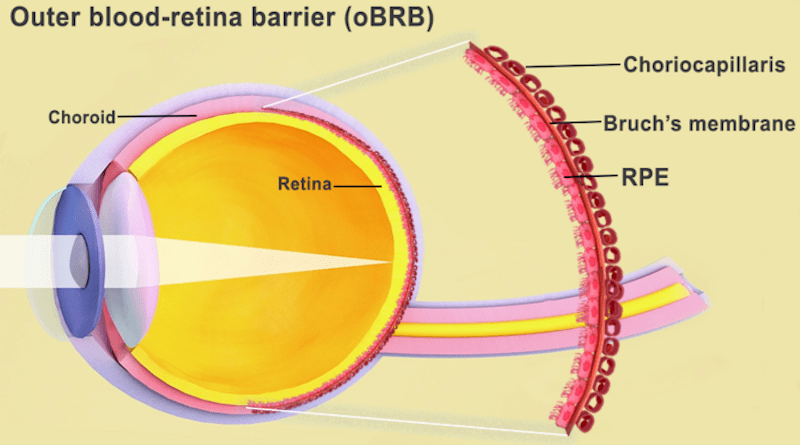 The outer blood-retina barrier is the interface of the retina and the choroid, including Bruch's membrane and the choriocapillaris. Image credit: National Eye Institute.