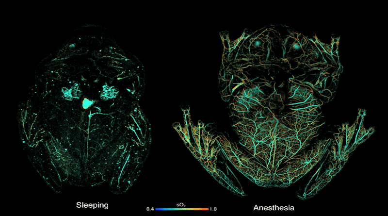 Photoacoustic Microscopy images showing circulating red blood cells within a glassfrog while asleep and under anesthesia (which breaks blood storage). This system uses light to induce absorption in a hemoglobin and an ultrasound transducer to map the soundwaves back to the point of optical absorption. The color scheme shows the percent of hemoglobin bound with oxygen. These images were acquired on an OR-PAM system developed by Dr. Junjie Yao’s lab. CREDIT: Junjie Yao, Duke University