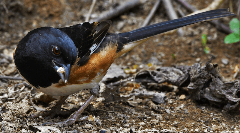 Bird Towhee Wildlife Birding Nature Wild Eastern