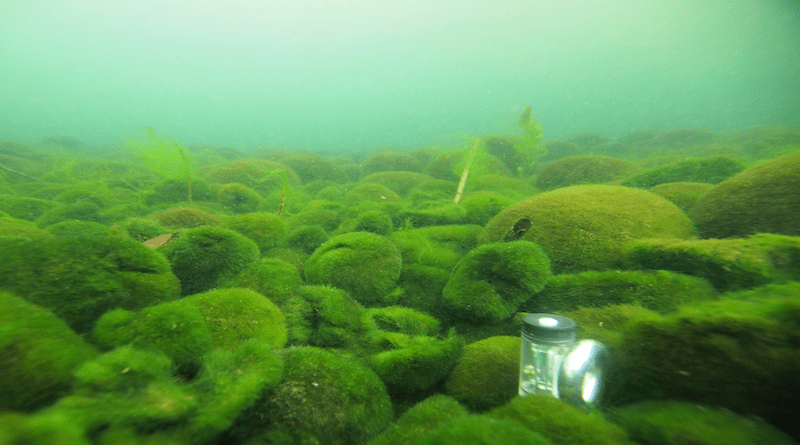 The alga Aegagropila linnaei can live as free-floating filaments, grow on rocks, grow into the signature ball shape and form flattened balls when squished, depending on their environment. Ball growth is slow at about 5 millimeters per year and they can live for centuries. CREDIT: 2022 Yoichi Oyama
