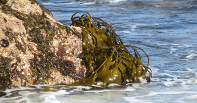 Brown algae are particularly widespread on rocky shores in temperate and cold latitudes and there absorb large amounts of carbon dioxide from the air worldwide. CREDIT: Hagen Buck-Wiese/Max Planck Institute for Marine Microbiology
