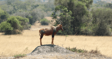 Savana Animal Rwanda Forest