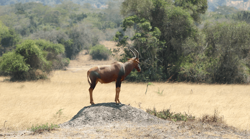 Savana Animal Rwanda Forest